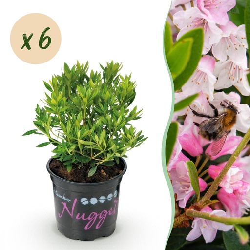 "Zwerg-Rhododendron - Rhododendron Bloombux Light Pink - Blühender Buchsbaum - Wenig Pflege - Hellrosa Blüte - 6 Pflanzen - Topf 10,5cm - Höhe 20-25cm image"