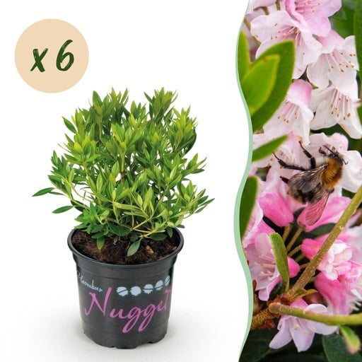 "Zwerg-Rhododendron - Rhododendron Bloombux Light Pink - Blühender Buchsbaum - Wenig Pflege - Hellrosa Blüte - 6 Pflanzen - Topf 10,5cm - Höhe 20-25cm image"
