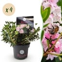 Zwergrhododendron - Rhododendron Bloombux Hellrosa - Blühende Buxus - Pflegeleicht - Hellrosa Blüte - 4 Pflanzen - Topf 17cm - Höhe 30-40cm