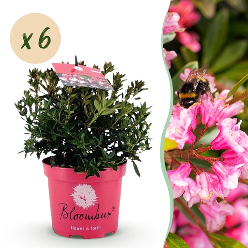 "Zwerg-Rhododendron - Rhododendron Bloombux Magenta - Blühende Buxus - Wenig Pflege - Rosa Blüte - 6 Pflanzen - Topf 17cm - Höhe 30-40cm image"
