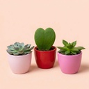 Pflanzenset 3er-Set mit Minitopf - Love - Sukkulenten - Pink/Rot - Ø 6 cm