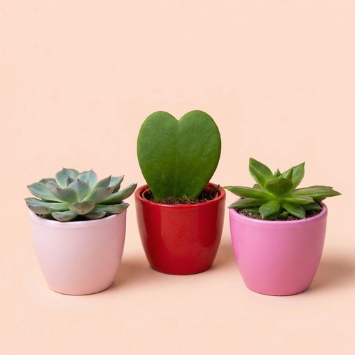 "Pflanzenset 3er-Set mit Minitopf - Love - Sukkulenten - Pink/Rot - Ø 6 cm image"