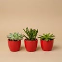 Sukkulenten Set 3er mit rotem Mini-Topf - ↑ 8–12 cm