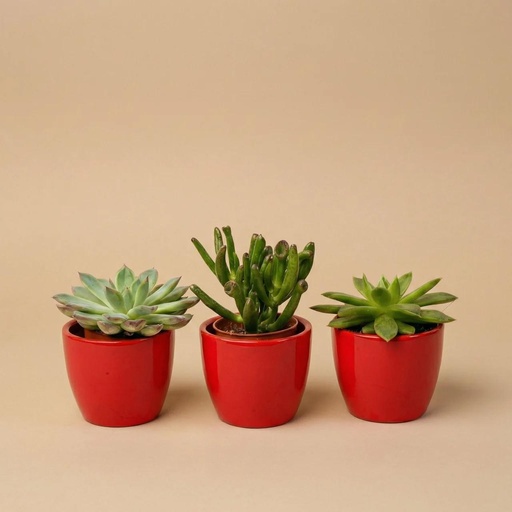"Sukkulenten Set 3er mit rotem Mini-Topf - ↑ 8–12 cm image"