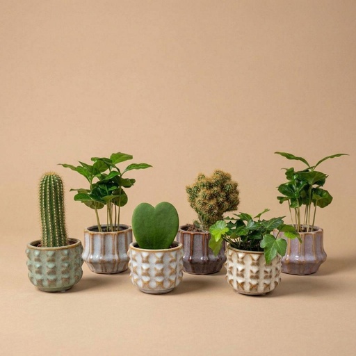 "Pflanzen set von 6 mit topf set San Juan - pflanzen mix - Ø 6 cm image"