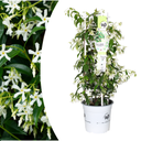 Trachelospermum jasminoides 'Star of Venice'  23cm