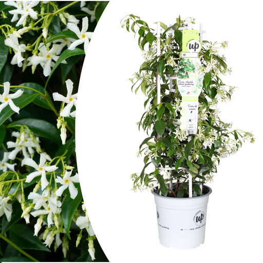"Trachelospermum jasminoides 'Star of Venice' 23cm image"