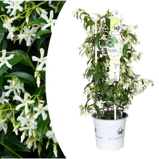 "Sternjasmin 'Star of Venice' (Trachelospermum jasminoides) – winterharte Kletterpflanze, Höhe ca. 23 cm image"
