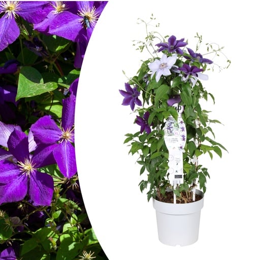 "Waldrebe 'Masa & Bernadine' (Clematis) – winterharte Kletterpflanze, zwei Sorten in einem Topf, Topf-Ø 23 cm image"