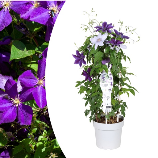 "Waldrebe 'Masa & Bernadine' (Clematis) – winterharte Kletterpflanze, zwei Sorten in einem Topf, Topf-Ø 23 cm image"