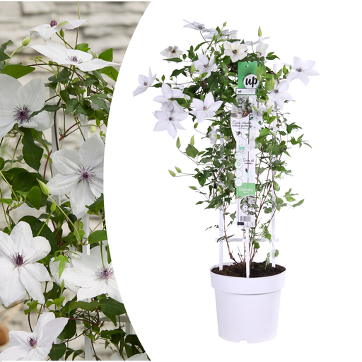 "Clematis Garland Tsukiko 23cm image"
