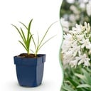 Staude - Agapanthus africanus Albus - Afrikanische Lilie - Bienen- und Schmetterlingsanzieher - Weiß - 1 Pflanze - Topf 11cm - Höhe 15-25cm