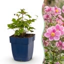Staude - Anemone hup. Splendens - Herbst-Anemone - Schatten - Dunkelrosa - 1 Pflanze - Topf 11cm - Höhe 15-25cm