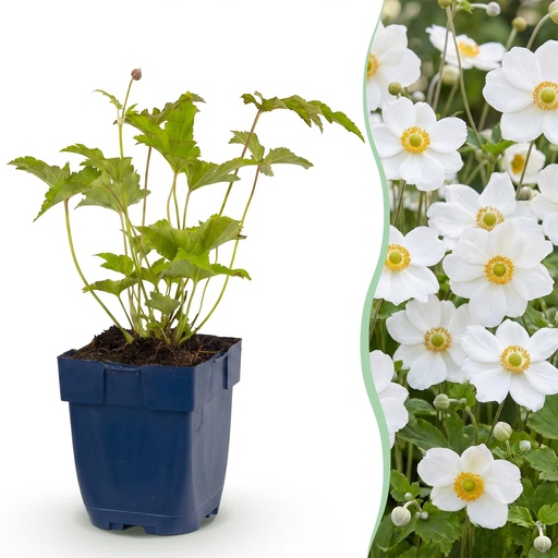 "Staude - Anemone hybr. Hon. Jobert - Herbst-Anemone - Schatten - Weiß - 1 Pflanze - Topf 11cm - Höhe 15-25cm image"