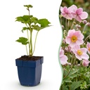 Stauden - Anemone hybr. Kön. Charlotte - Herbst-Anemone - Schatten - Rosa - 1 Pflanze - Topf 11cm - Höhe 15-25cm