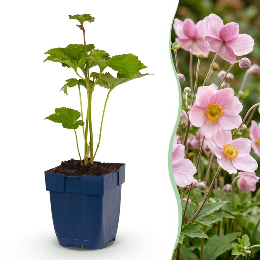 "Stauden - Anemone hybr. Kön. Charlotte - Herbst-Anemone - Schatten - Rosa - 1 Pflanze - Topf 11cm - Höhe 15-25cm image"