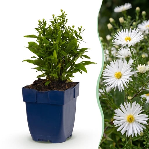 "Stauden - Aster (D) Schneekissen - Zeeaster - Bienen- und Schmetterlingsmagnete - Weiß - 1 Pflanze - Topf 11cm - Höhe 15-25cm image"