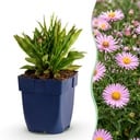 Staude - Aster Wood's Pink - Prachtspirea - Bienen- und Schmetterlingsanreizer - Rosa - 1 Pflanze - Topf 11cm - Höhe 15-25cm