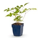 Staude - Astilbe (J) Europa - Prachtspierea - Schatten - Rosa - 1 Pflanze - Topf 11cm - Höhe 15-25cm