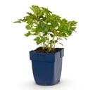 Stauden - Astilbe chin. Pumila - Prachtspierea - Schatten - Lila - 1 Pflanze - Topf 11cm - Höhe 15-25cm