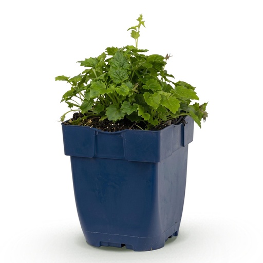 "Stauden - Campanula posch. Lisduggan Sorte - Pfirsichblattglockenblume - Bodendecker - Weiß - 1 Pflanze - Topf 11cm - Höhe 15-25cm image"