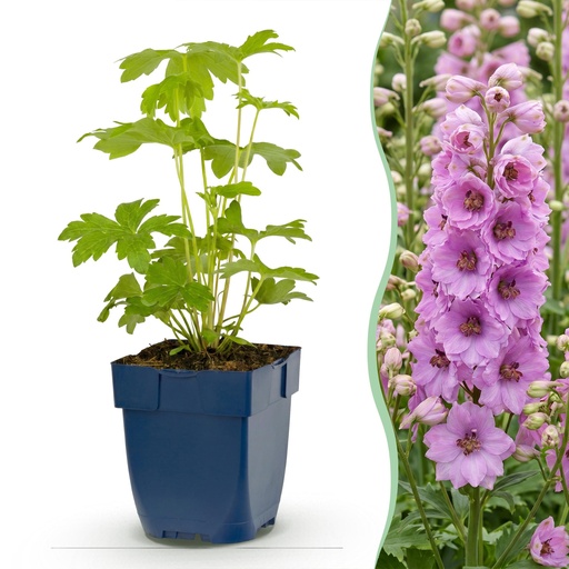 "Stauden - Delphinium (P) Astolat - Rittersporn - Bienen- und Schmetterlingsmagneten - Rosa - 1 Pflanze - Topf 11cm - Höhe 15-25cm image"