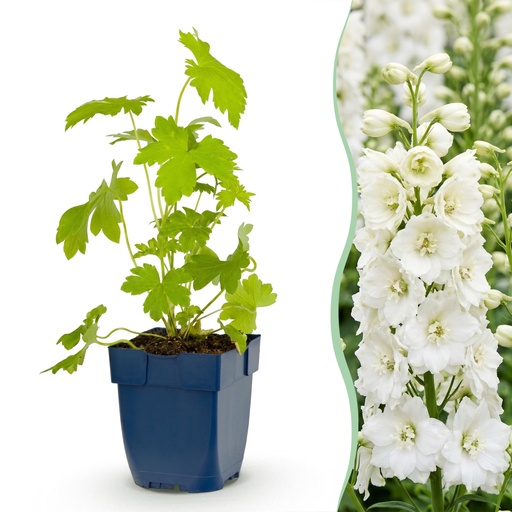"Stauden - Delphinium (P) Galahad - Rittersporn - Bienen- und Schmetterlingsmagneten - Weiß - 1 Pflanze - Topf 11cm - Höhe 15-25cm image"