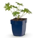 Stauden - Geranium Johnson's Blue - Storchschnabel - Bodendecker - Blau - 1 Pflanze - Topf 11cm - Höhe 15-25cm