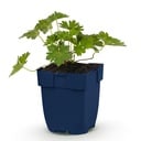 Stauden - Geranium 'Rozanne' - Storchschnabel - Bodendecker - Blau - 1 Pflanze - Topf 11cm - Höhe 15-25cm