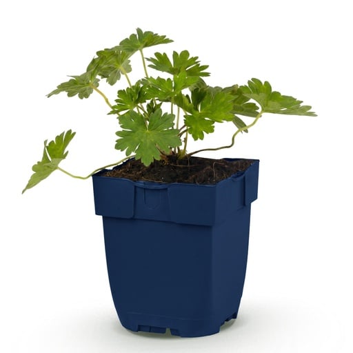 "Stauden - Geranium 'Rozanne' - Storchschnabel - Bodendecker - Blau - 1 Pflanze - Topf 11cm - Höhe 15-25cm image"