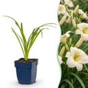 Stauden - Hemerocallis Arctic Snow - Taglilie - Bienen und Schmetterlingsanzieher - Creme - 1 Pflanze - Topf 11cm - Höhe 15-25cm