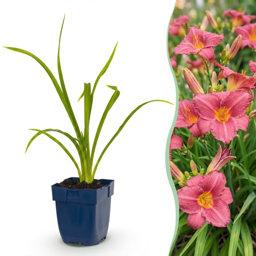 "Stauden - Hemerocallis Summer Wine - Taglilie - Bienen- und Schmetterlingsanzieher - Lila - 1 Pflanze - Topf 11cm - Höhe 15-25cm image"