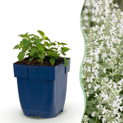 "Staude - Nepeta faassenii Snowflake - Katzenminze - Bienen und Schmetterlingsanzieher - Weiß - 1 Pflanze - Topf 11cm - Höhe 15-25cm image"