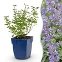 Stauden - Nepeta faassenii Walker's Low - Katzenminze - Bienen- und Schmetterlingsanziehung - Blau - 1 Pflanze - Topf 11cm - Höhe 15-25cm