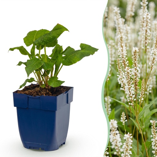 "Stauden - Persicaria ampl. Alba - Knöterich - Schatten - Weiß - 1 Pflanze - Topf 11cm - Höhe 15-25cm image"