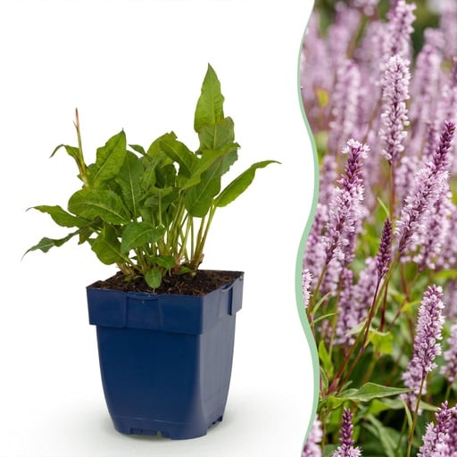 "Staudenpflanze - Persicaria ampl. Rosea - Knöterich - Schatten - Rosa - 1 Pflanze - Topf 11cm - Höhe 15-25cm image"