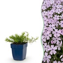 Stauden - Phlox Benita - Flammenblume - Bodendecker - Blau - 1 Pflanze - Topf 11cm - Höhe 15-25cm