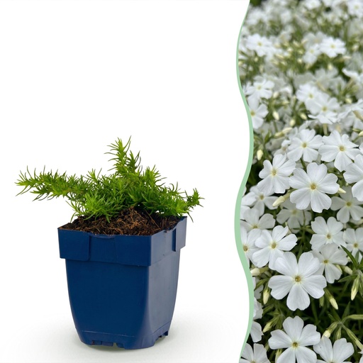 "Stauden - Phlox Maischnee - Flammenblume - Bodendecker - Weiß - 1 Pflanze - Topf 11cm - Höhe 15-25cm image"