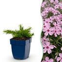 Stauden - Phlox Rosette - Flammenblume - Bodendecker - Rosa - 1 Pflanze - Topf 11cm - Höhe 15-25cm