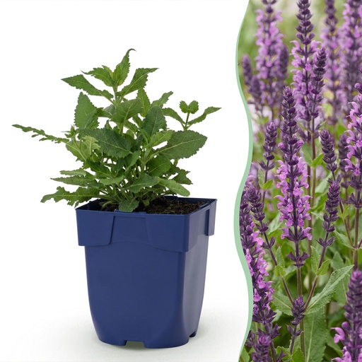 "Staude - Salvia nem. Sense Deepl Pink - Salbei - Bienen- und Schmetterlingsmagnet - Rosa - 1 Pflanze - Topf 11cm - Höhe 15-25cm image"
