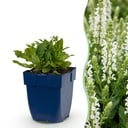 Staude - Salvia nem. Schneehügel - Salbei - Bienen- und Schmetterlingsmagnet - Weiß - 1 Pflanze - Topf 11cm - Höhe 15-25cm