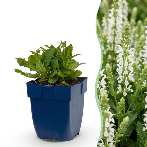 "Staude - Salvia nem. Schneehügel - Salbei - Bienen- und Schmetterlingsmagnet - Weiß - 1 Pflanze - Topf 11cm - Höhe 15-25cm image"