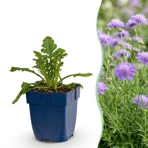 "Staude - Scabiosa col. Butterfly Blue - Taubenkraut - Bienen und Schmetterlingsmagneten - Lila - 1 Pflanze - Topf 11cm - Höhe 15-25cm image"