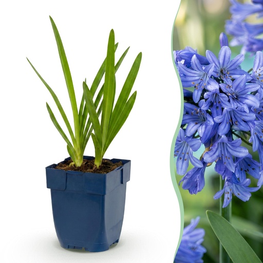 "Perennial - Agapanthus africanus - African Lily - Bee and Butterfly Attractors - Blue - 3 Plants - Pot 11cm - Height 15-25cm image"