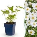 Perennial - Anemone hybr. Hon. Jobert - Autumn Anemone - Shade - White - 3 Plants - Pot 11cm - Height 15-25cm