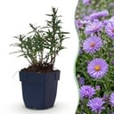 Perennial - Aster (D) Mediterranean - Sea Aster - Bee and Butterfly Attractors - Purple - 3 Plants - Pot 11cm - Height 15-25cm