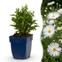 Perennial - Aster (D) Schneekissen - Sea Aster - Bee and Butterfly Attractors - White - 3 Plants - Pot 11cm - Height 15-25cm