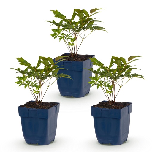 "Perennial - Astilbe (A) Fanal - Plume Spirea - Shade - Red - 3 Plants - Pot 11cm - Height 15-25cm image"