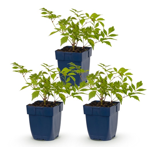 "Perennial - Astilbe (J) Deutschland - Plume Spirea - Shade - White - 3 Plants - Pot 11cm - Height 15-25cm image"