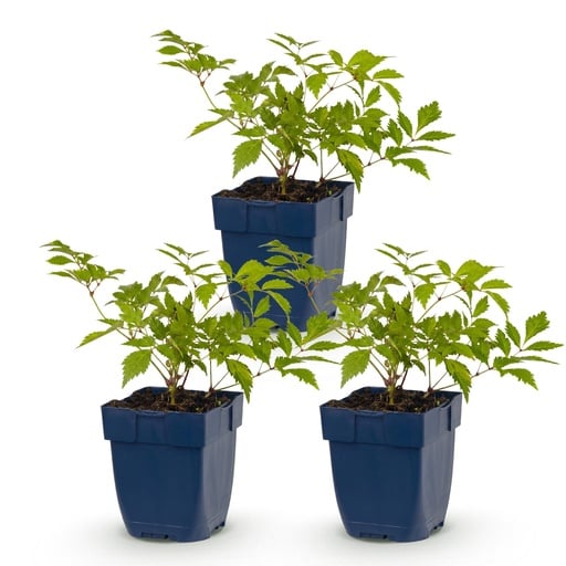 "Perennial - Astilbe (J) Deutschland - Plume Spirea - Shade - White - 3 Plants - Pot 11cm - Height 15-25cm image"